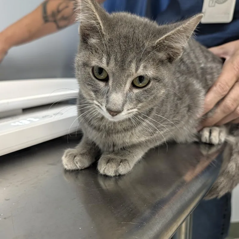 A baby small-sized male Gray / Blue / Silver Domestic Short Hair cat named Dante for adoption in Indianapolis, IN