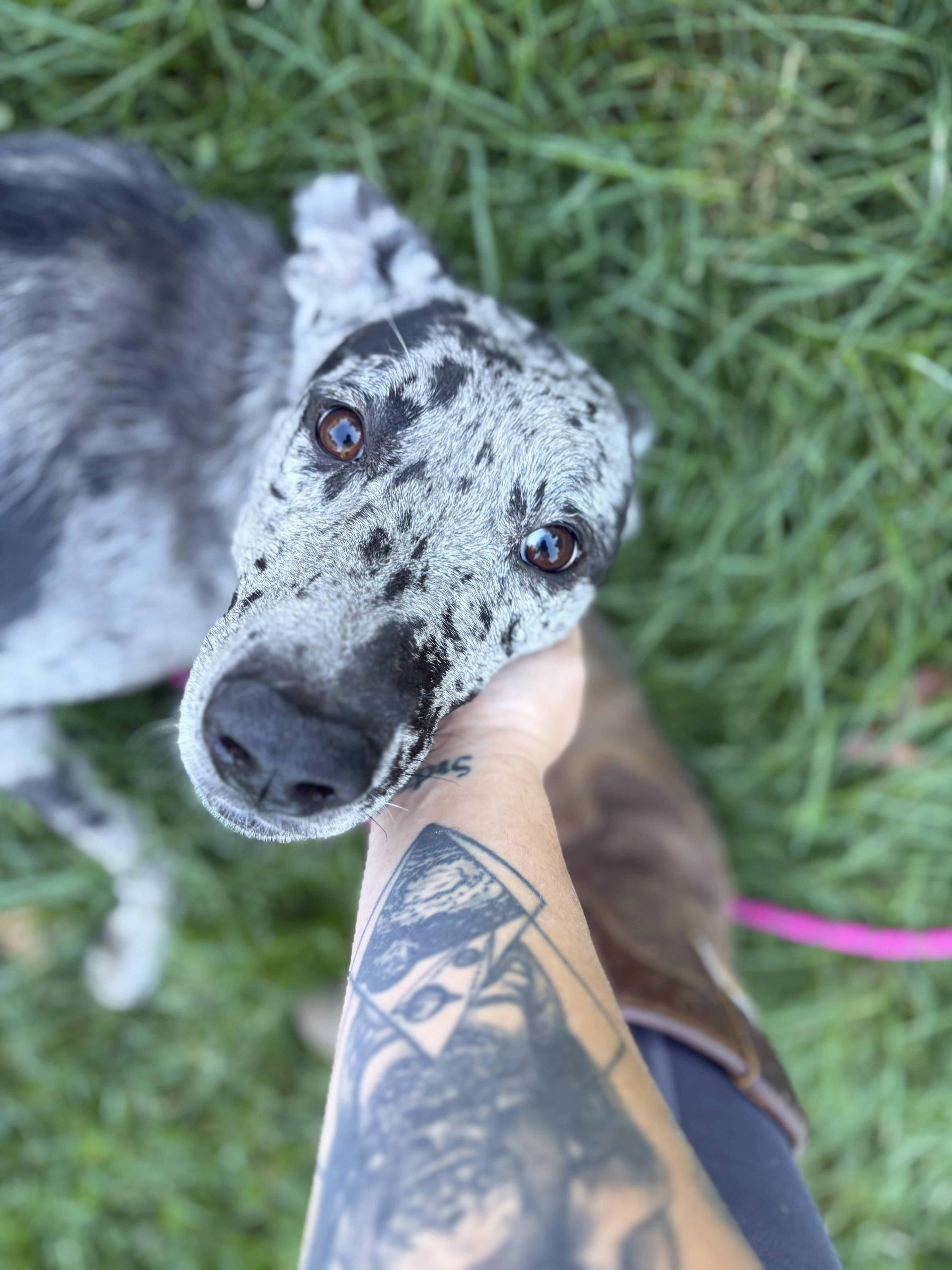 A young large-sized female Merle (Blue) Pit Bull Terrier dog named Zephyr for adoption in Felton, PA