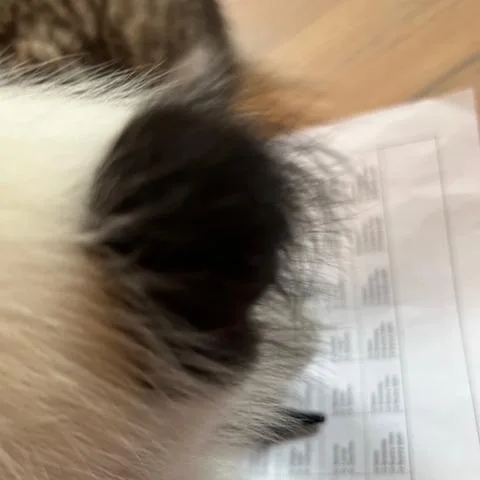 A baby small-sized female Black Domestic Short Hair cat named Ayla for adoption in Springfield, MA