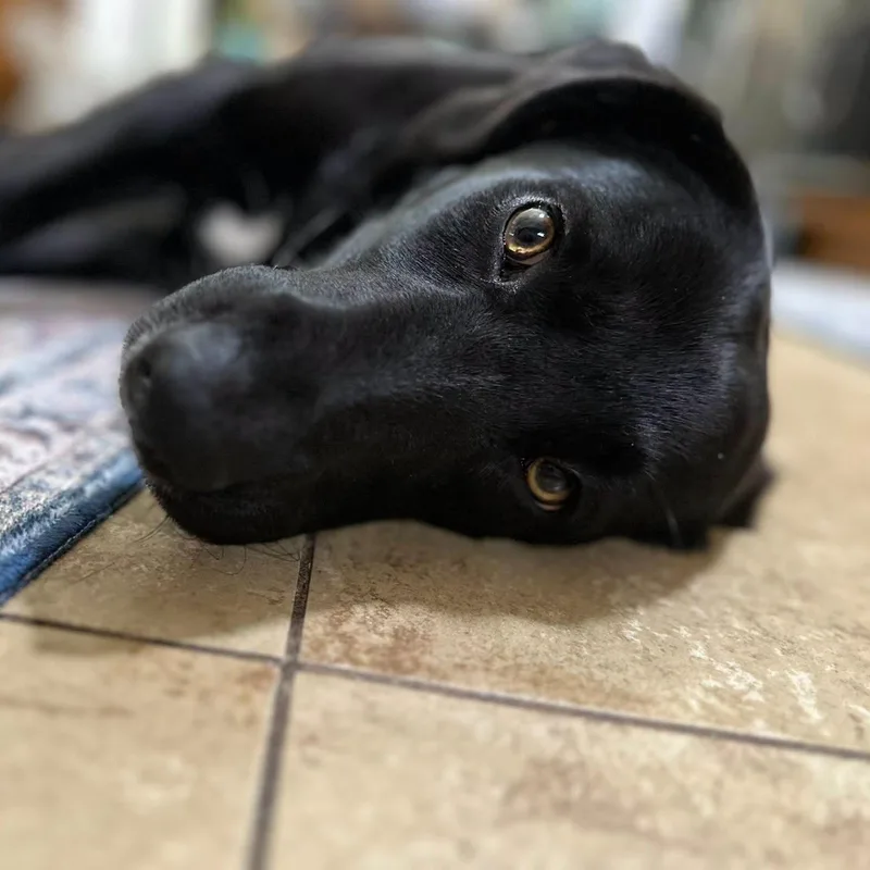 Ellie thumbnail 3