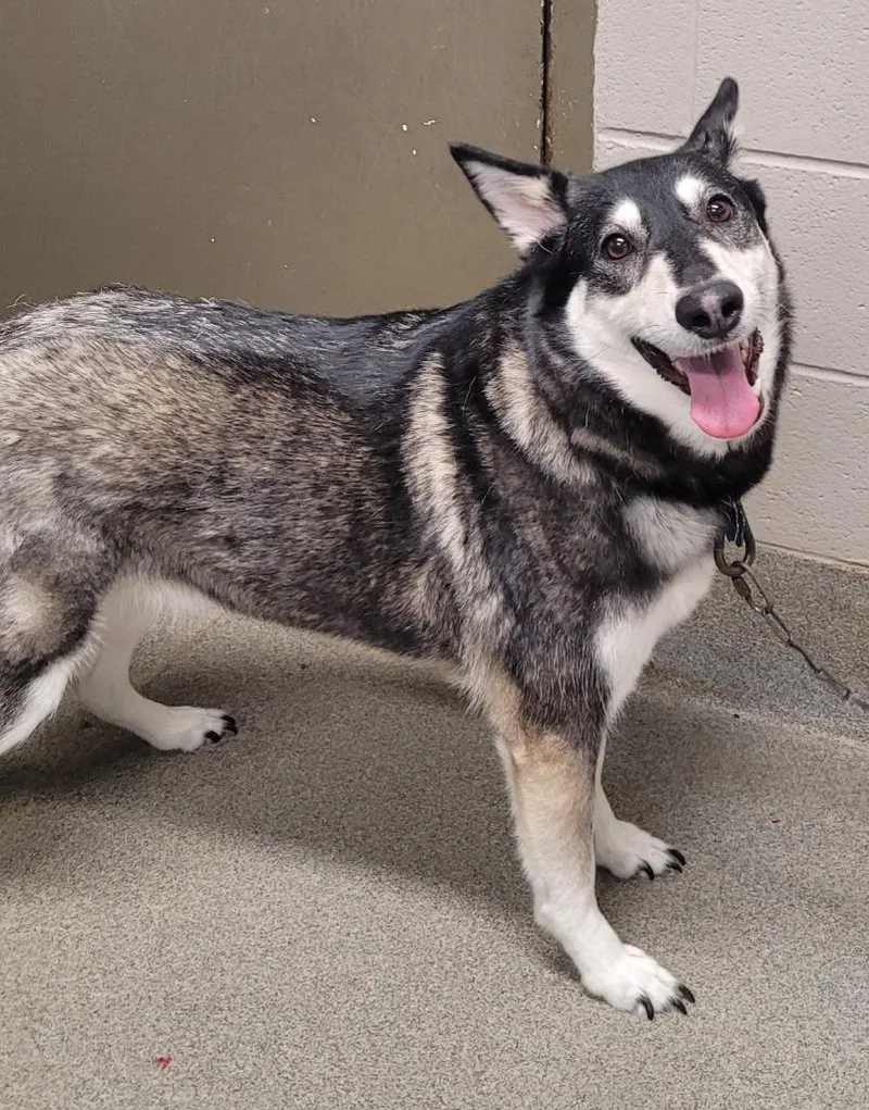 An adult large-sized female Husky dog named Roxydolly Pepper for adoption in Hopkinsville, KY