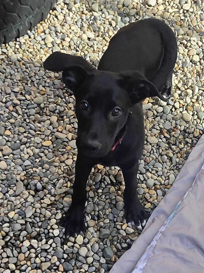 A baby medium-sized female Labrador Retriever dog named Fettuccini for adoption in Sterling Heights, MI