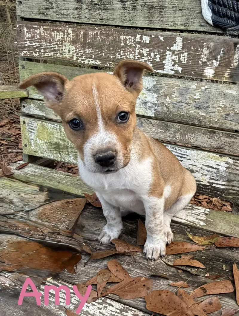 A baby medium-sized female Australian Shepherd dog named Amy for adoption in Semmes, AL