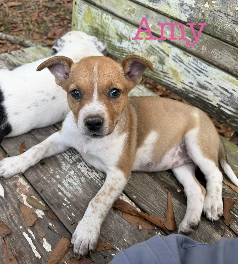 Amy thumbnail 2