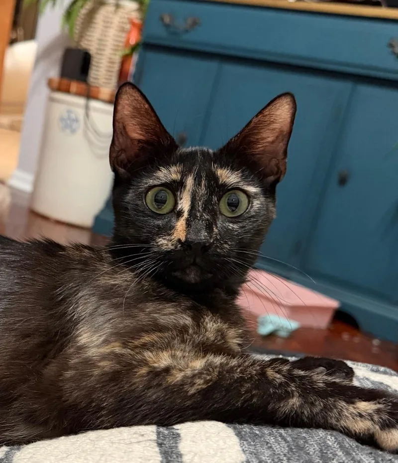 A young medium-sized female Tortoiseshell cat named Blaire for adoption in Orlando, FL