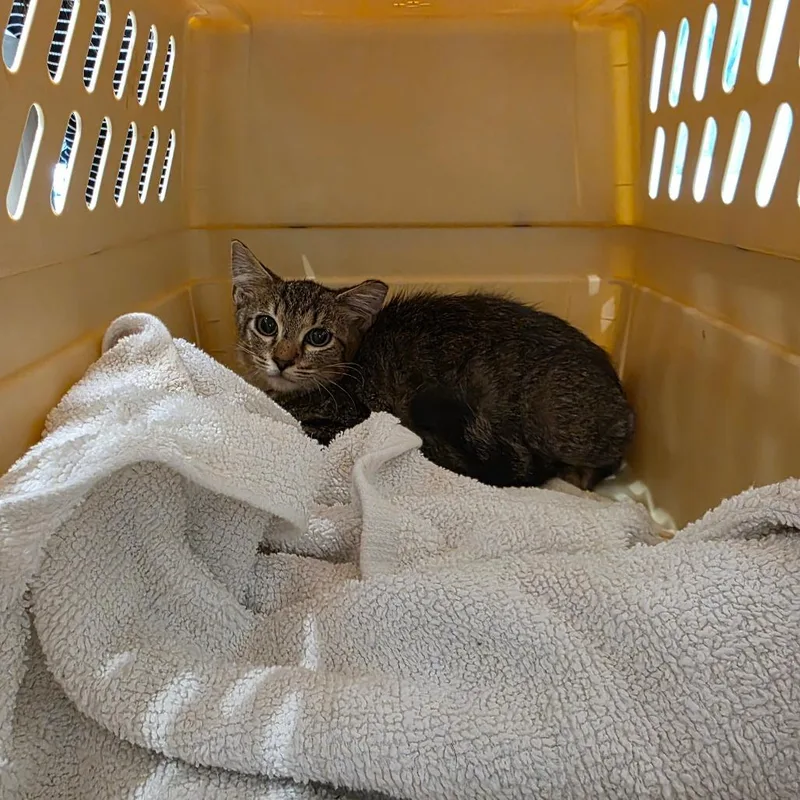 A baby small-sized male Brown / Chocolate Domestic Short Hair cat named Auburn for adoption in Chattanooga, TN