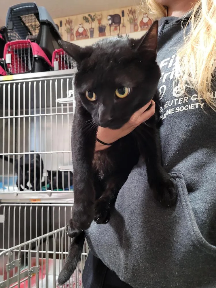 An adult small-sized male Black Domestic Short Hair cat named Ebbie for adoption in Linton, IN