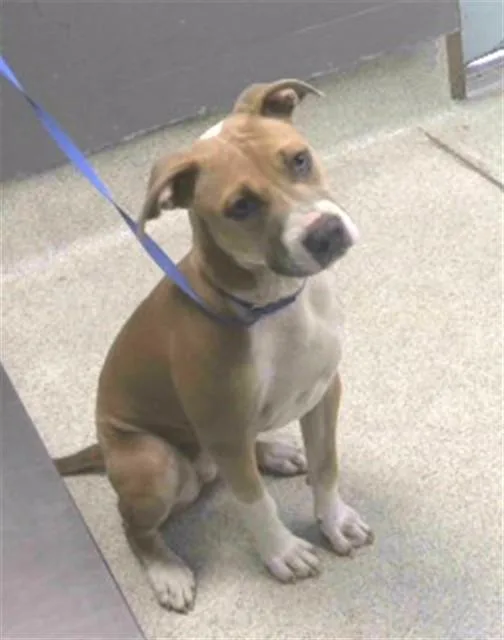A young medium-sized female Pit Bull Terrier dog named Karma for adoption in Tallahassee, FL