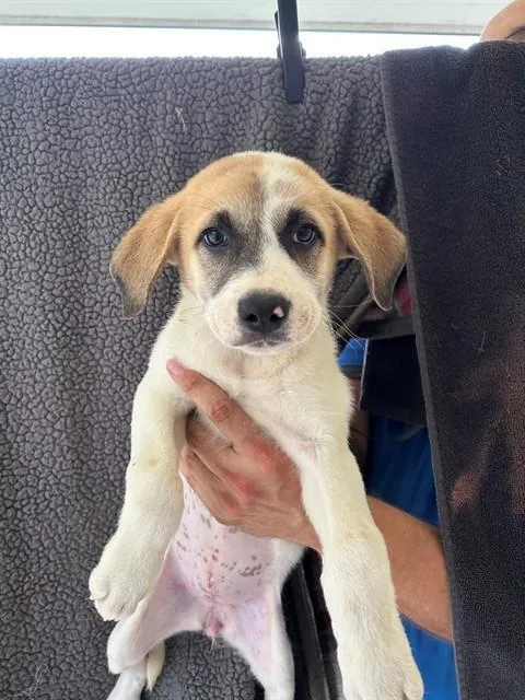 A baby large-sized female Anatolian Shepherd dog named Egg Mcmuffin for adoption in Cookeville, TN