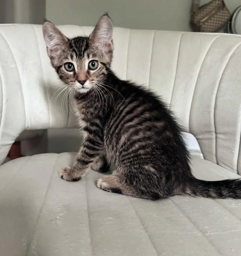A baby small-sized male Brown / Chocolate Domestic Short Hair cat named Kai for adoption in Homer Glen, IL