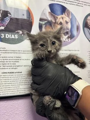 A baby small-sized female Gray / Blue / Silver Domestic Short Hair cat named 61112299 for adoption in El Paso, TX