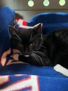 A baby small-sized male Black & White / Tuxedo Domestic Short Hair cat named Mack for adoption in Oradell, NJ