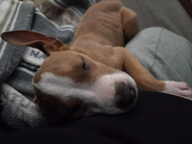 A young medium-sized male Pit Bull Terrier dog named Bennie for adoption in Saint Paul, MN