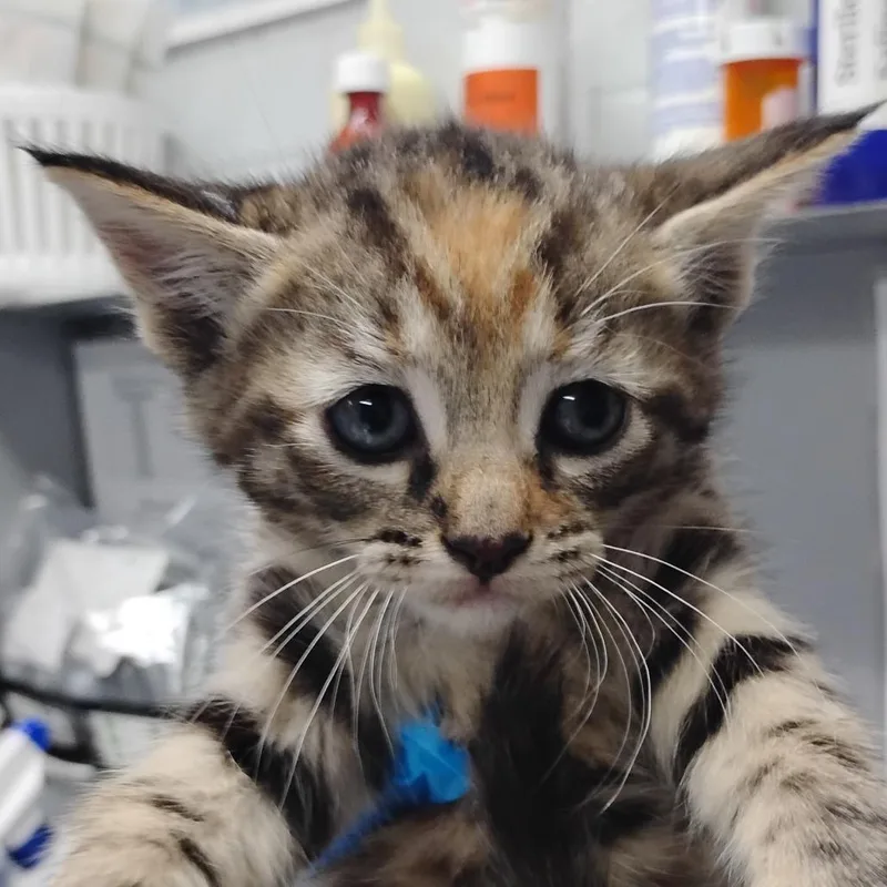 A baby small-sized female Orange / Red Domestic Short Hair cat named Paige for adoption in Summerville, SC