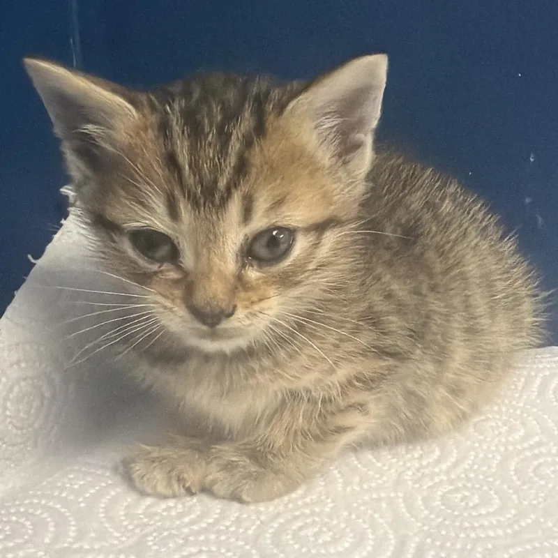 A baby small-sized male Gray / Blue / Silver Domestic Short Hair cat named Nori for adoption in Medford, NJ