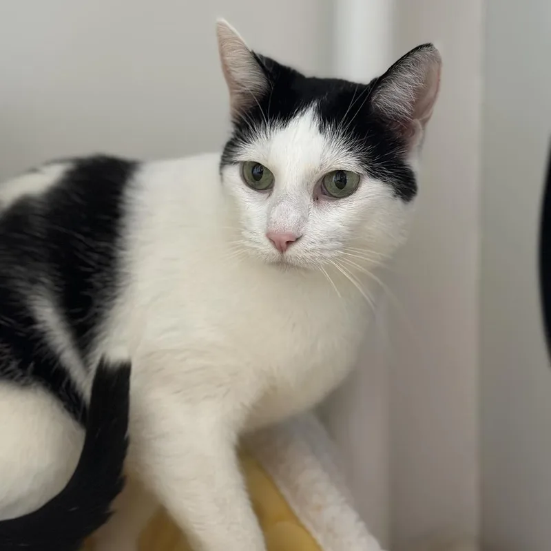An adult medium-sized female Black Domestic Short Hair cat named Penny for adoption in Matteson, IL
