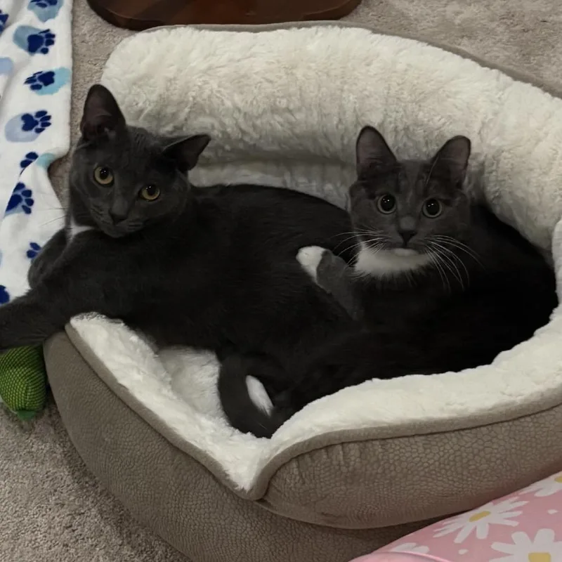 A young small-sized male Gray / Blue / Silver Domestic Short Hair cat named Tom for adoption in Mount Laurel, NJ