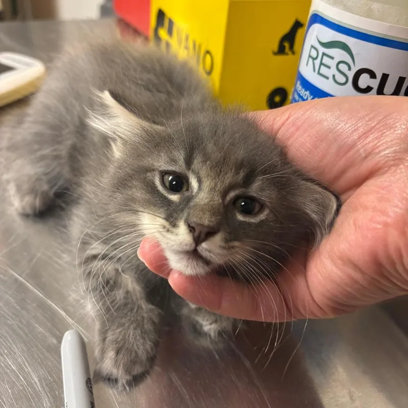 A baby small-sized male Domestic Long Hair cat named Floor Fluff for adoption in Ottawa, KS