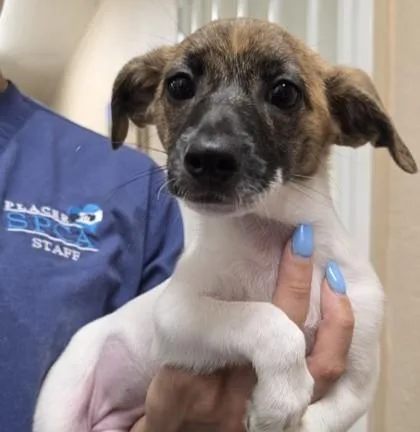 A young small-sized female Terrier dog named Ruff for adoption in Roseville, CA