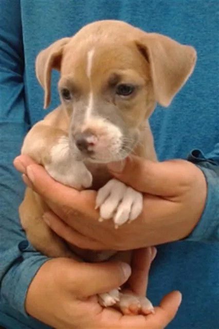 A baby small-sized female Staffordshire Bull Terrier dog named Maple for adoption in Oklahoma City, OK