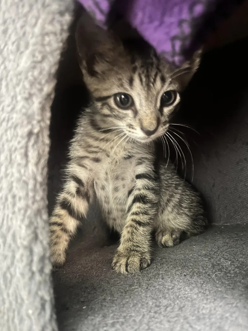 A baby small-sized male Tabby (Gray / Blue / Silver) Tabby cat named Pickle for adoption in Paulina, LA