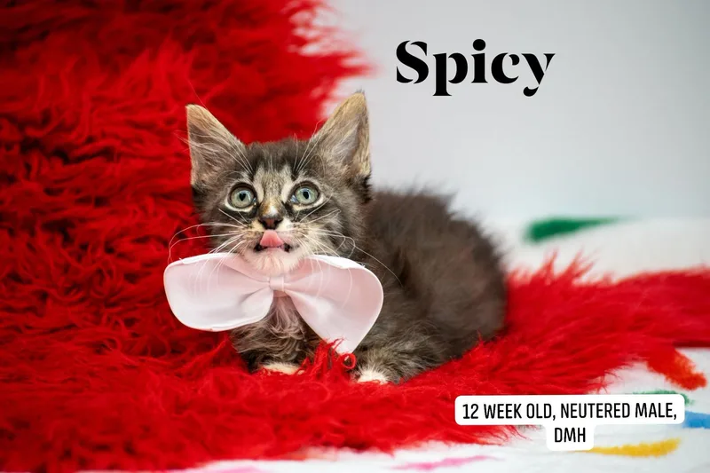 Spicy thumbnail 2