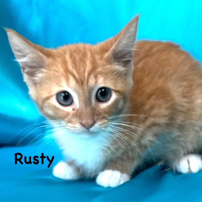 Rusty s thumbnail 3