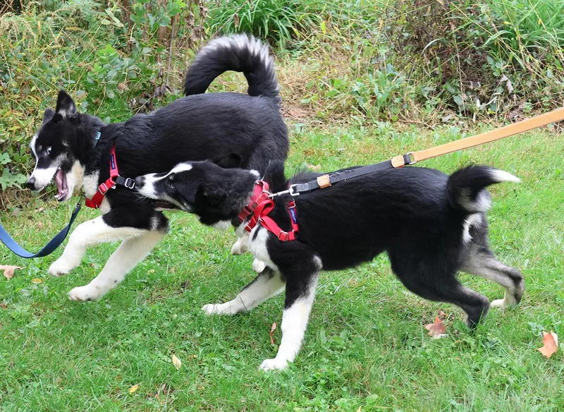 A baby medium-sized male Black Husky dog named Anakin for adoption in Harrison, NY