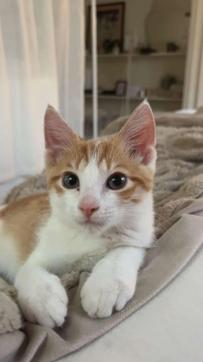 A baby medium-sized male White Domestic Short Hair cat named Prince for adoption in Overland Park, KS