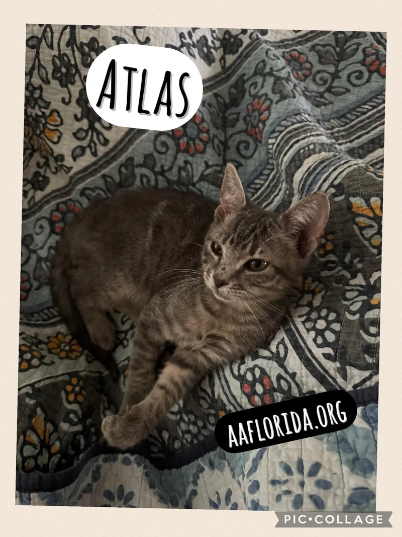 Atlas