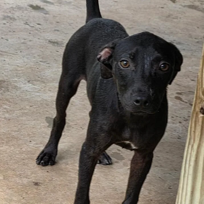 A baby medium-sized male Black Terrier dog named Paul for adoption in Wiggins, MS