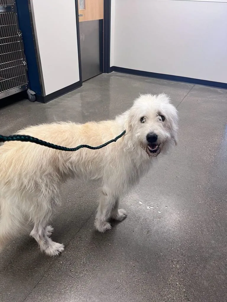 A young large-sized male Mixed Breed dog named Scotty for adoption in Greenfield, IN