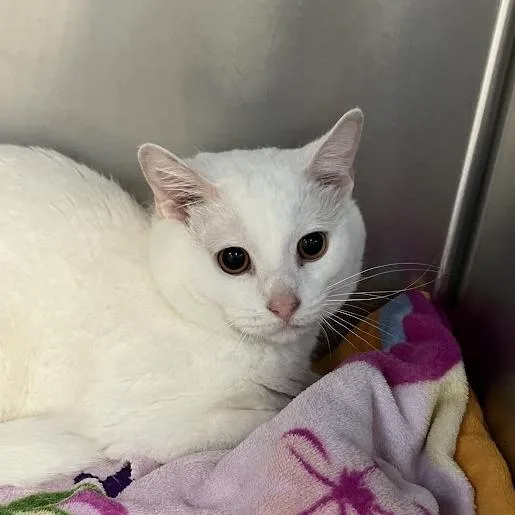 An adult medium-sized male White Domestic Short Hair cat named Devon for adoption in DeKalb, IL
