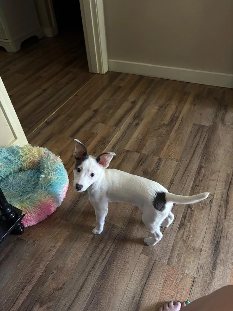 A baby small-sized female Tricolor (Brown, Black, & White) Chihuahua dog named Celeste for adoption in Troy, VA