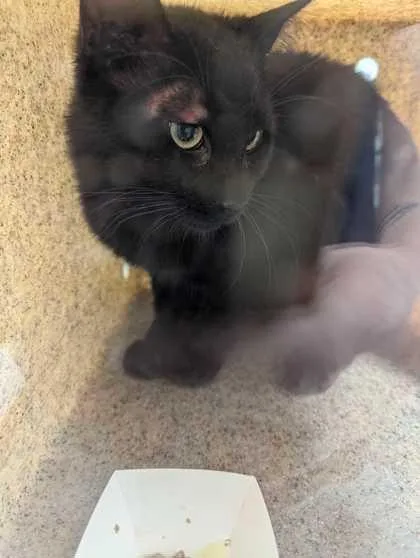 An adult small-sized male Domestic Short Hair cat named Butterfly for adoption in Sevierville, TN