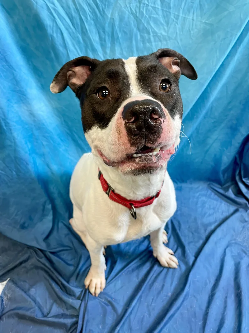 Bojangles thumbnail 2