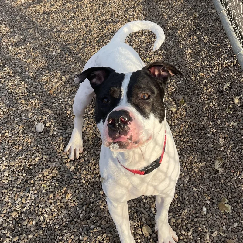 Bojangles thumbnail 3