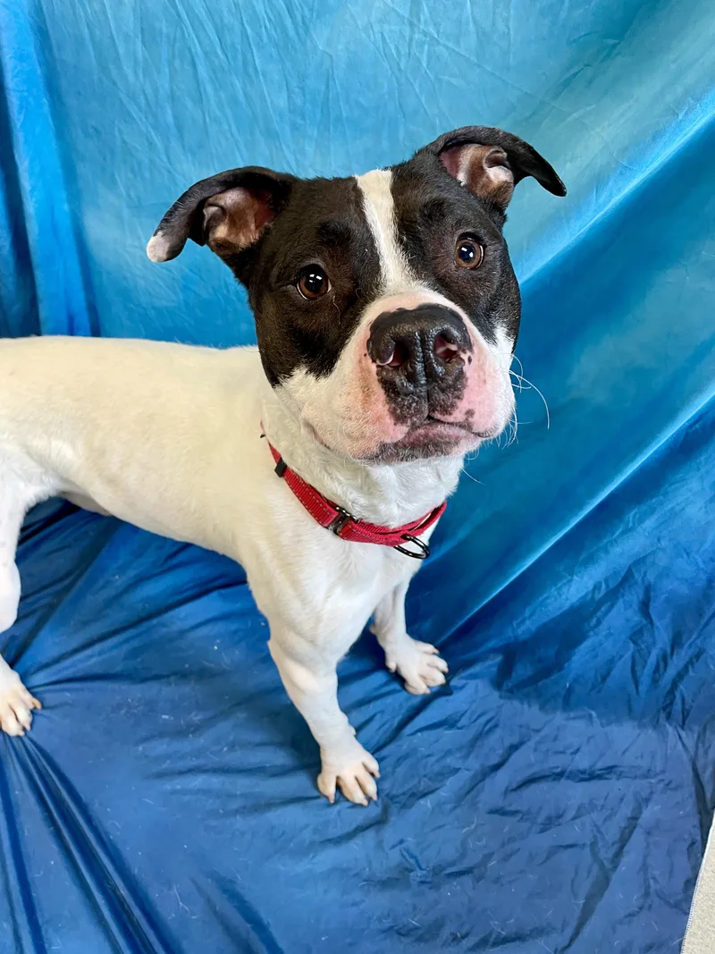 Bojangles thumbnail 4