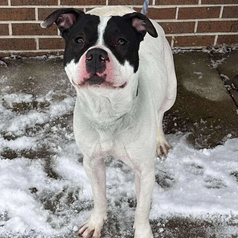 Bojangles thumbnail 5