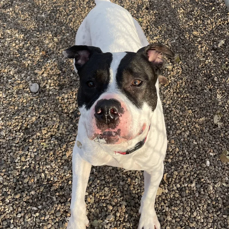 Bojangles thumbnail 6