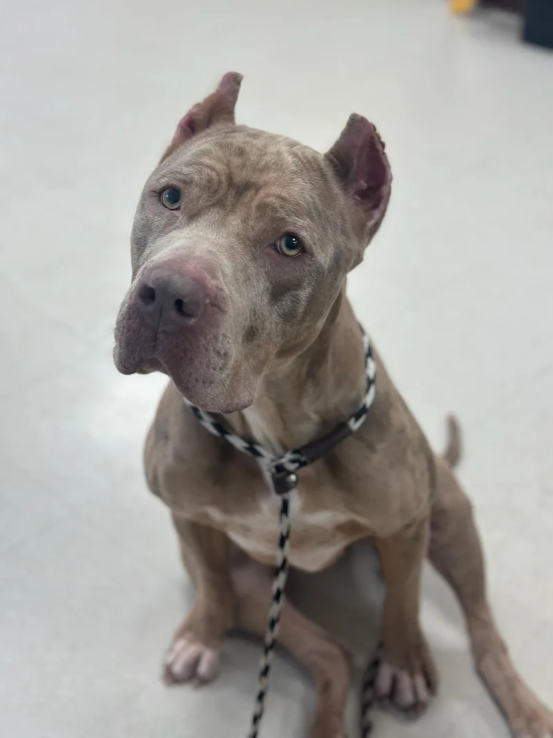 A young large-sized female Yellow / Tan / Blond / Fawn Cane Corso dog named Zelda for adoption in Clayton, NJ