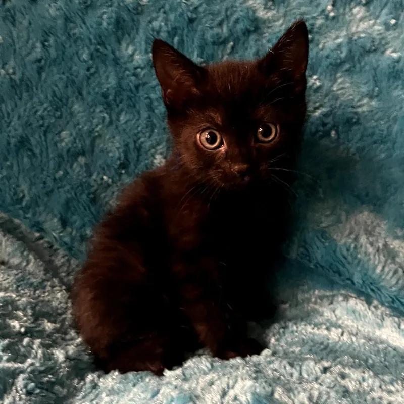 A baby small-sized female Black Domestic Short Hair cat named Boo for adoption in Springfield, MA