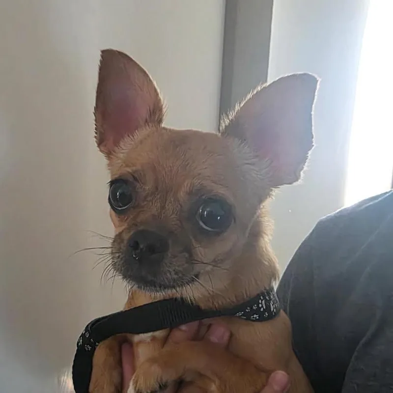 An adult small-sized female Yellow / Tan / Blond / Fawn Chihuahua dog named Barbie for adoption in Bernalillo, NM