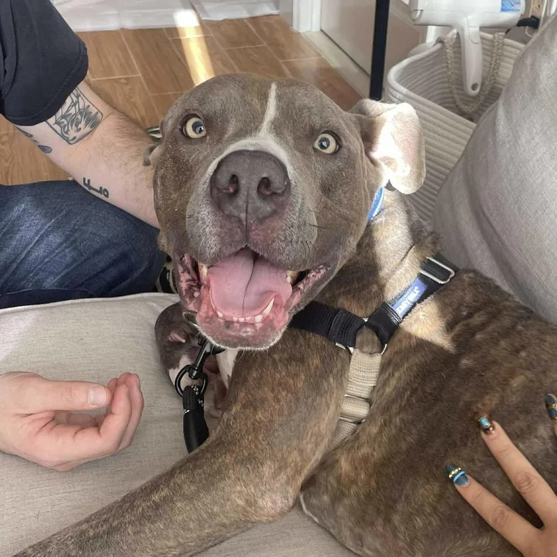 Tiny Tony thumbnail 4