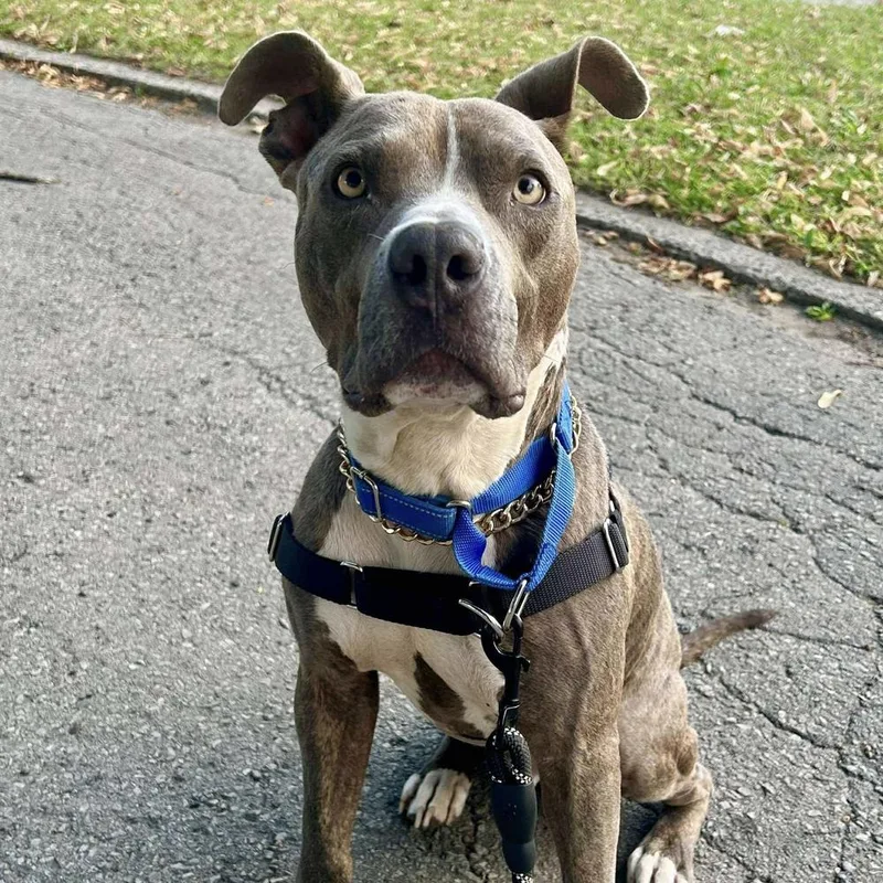 Tiny Tony thumbnail 5