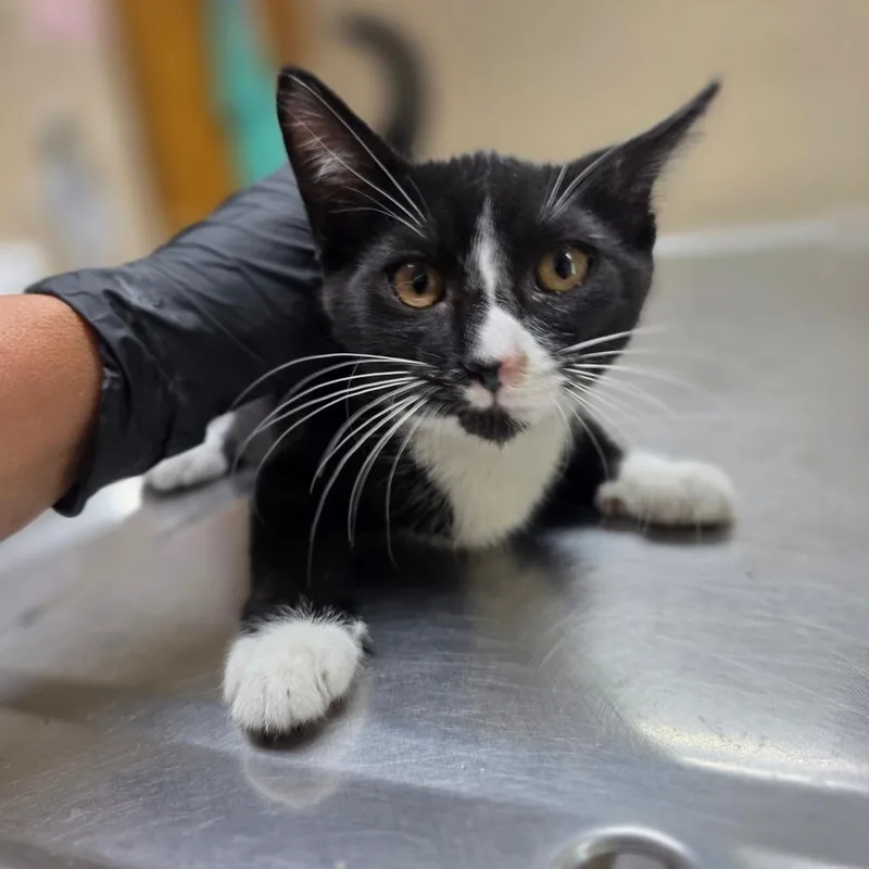 A baby small-sized female Domestic Short Hair cat named Flora for adoption in Valdosta , GA