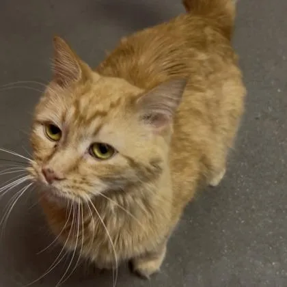 A young small-sized female Domestic Short Hair cat named Bula for adoption in Janesville, WI