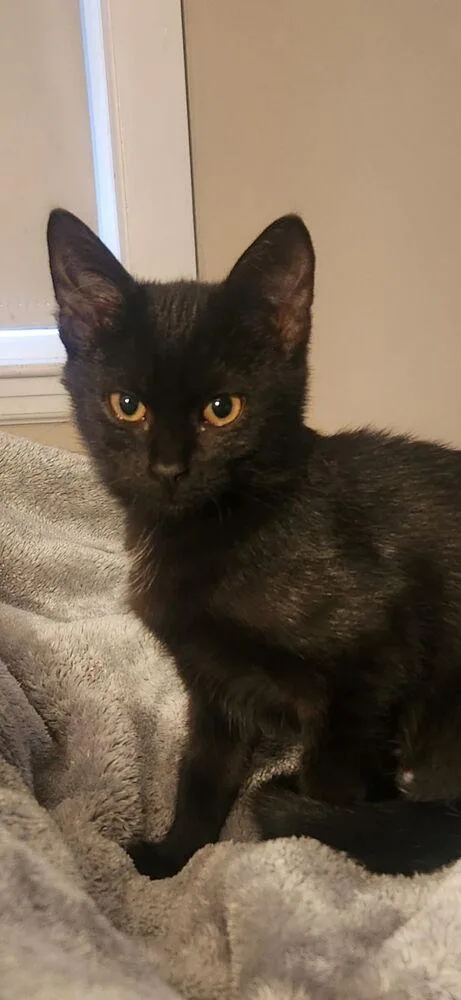 A baby small-sized female Domestic Short Hair cat named Sparky for adoption in Duxbury, MA