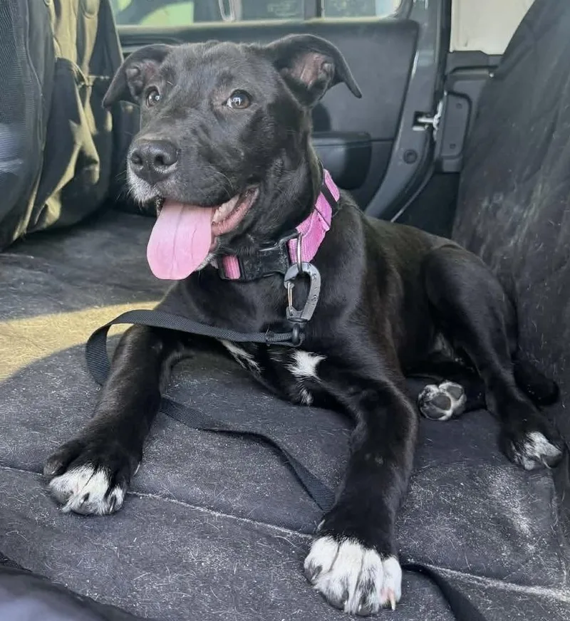 A young medium-sized female Black Mixed Breed dog named Dolly for adoption in Wendell, NC
