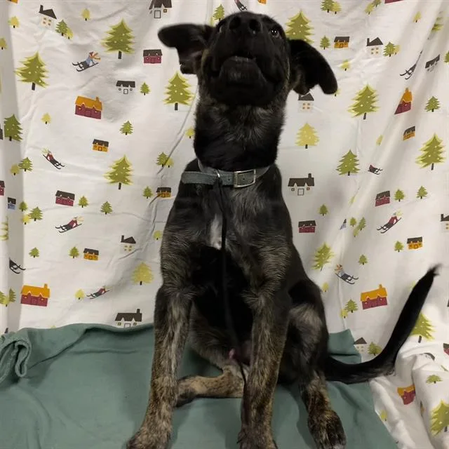 A young small-sized male German Shepherd Dog dog named Buddy for adoption in Modesto, CA